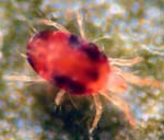 spider mite